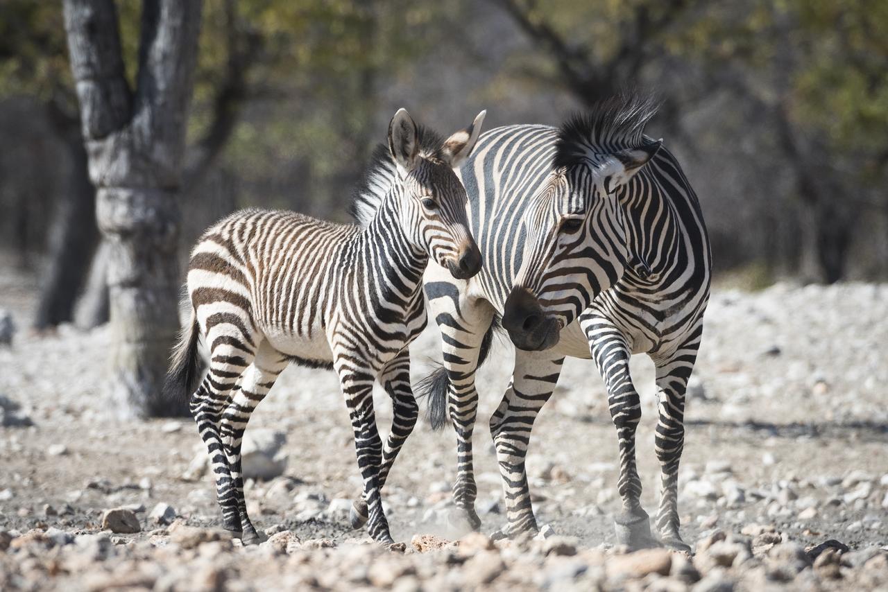 Ongava Lodge Окаукуэджо Экстерьер фото